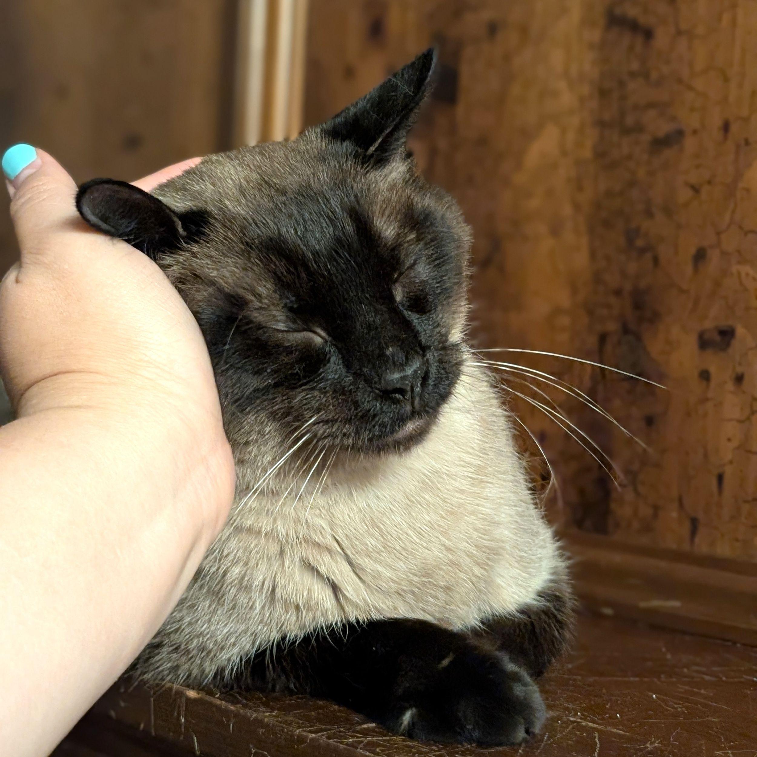 Enlarge Kai, a ADOPTABLE mixed breed in Calgary, AB image 4/5