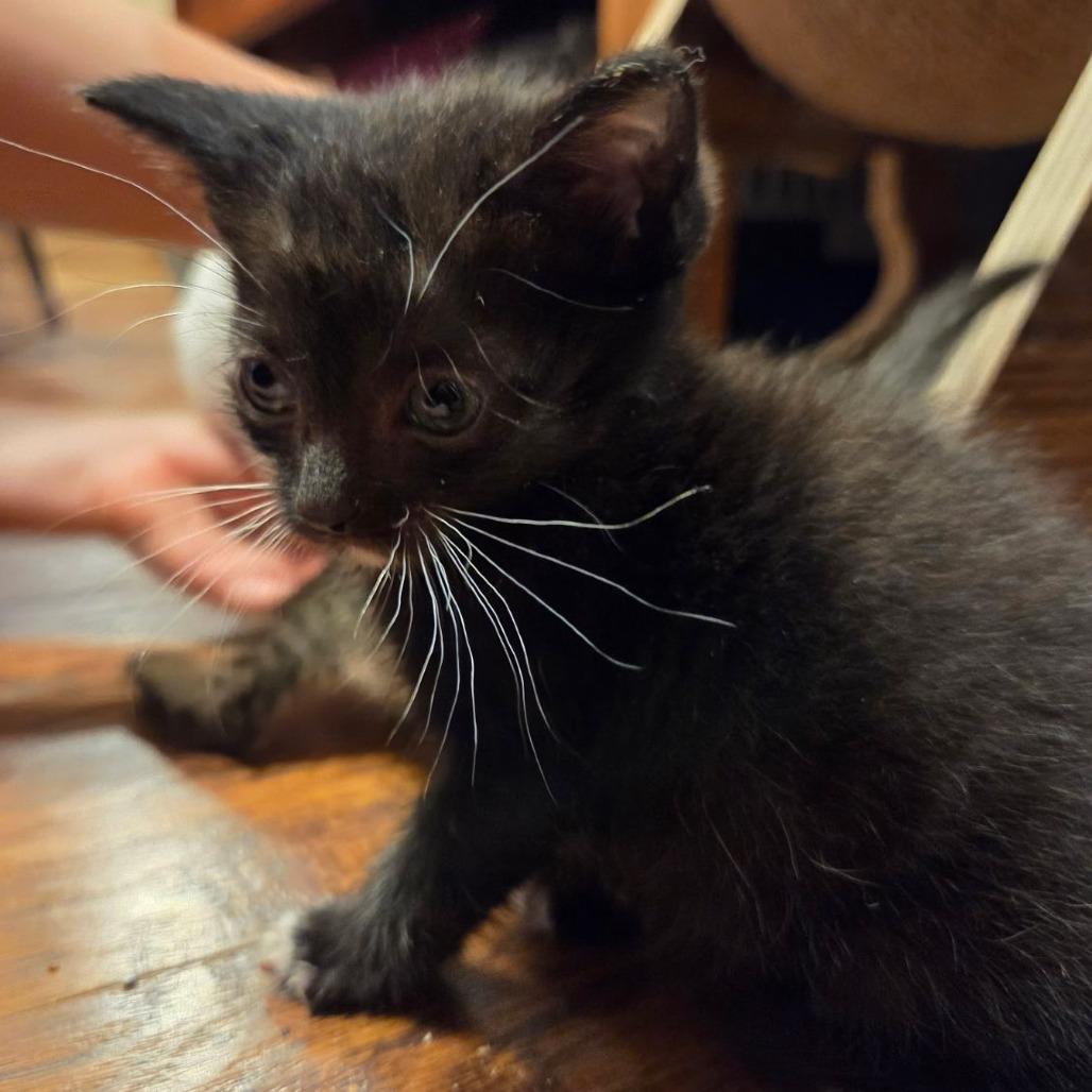 Maize, Adoptable, Young Female Domestic Short Hair.