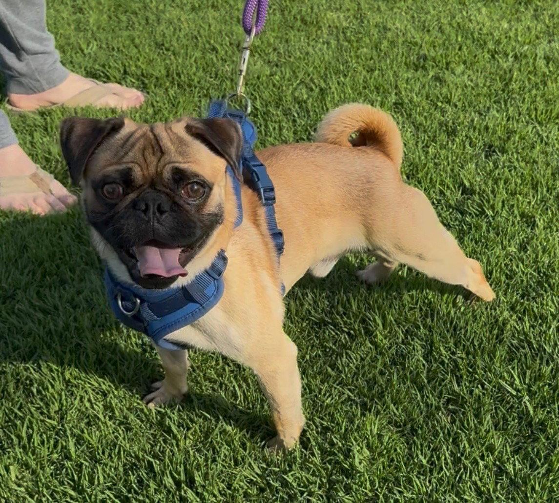 Pugsley, Adoptable, Adult Male Pug.