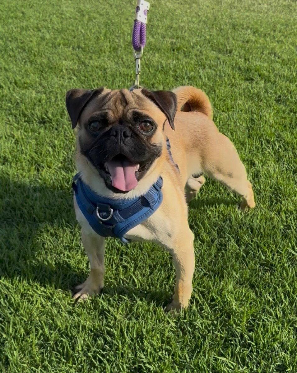 Pugsley, a Adoptable Pug in Capistrano Beach, CA image 2/3