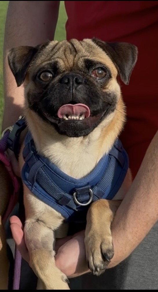 Pugsley, a Adoptable Pug in Capistrano Beach, CA image 3/3