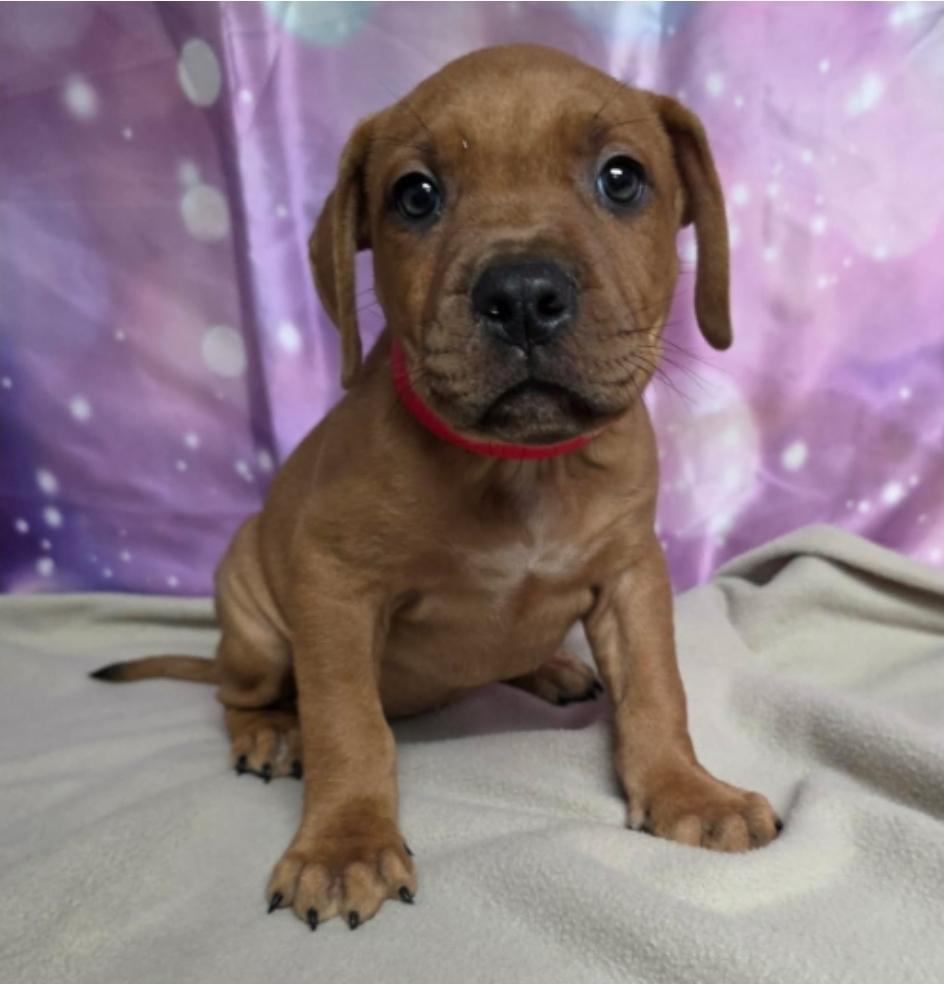Enlarge Kai, a Adoptable mixed breed in Sedalia, CO image 1/1