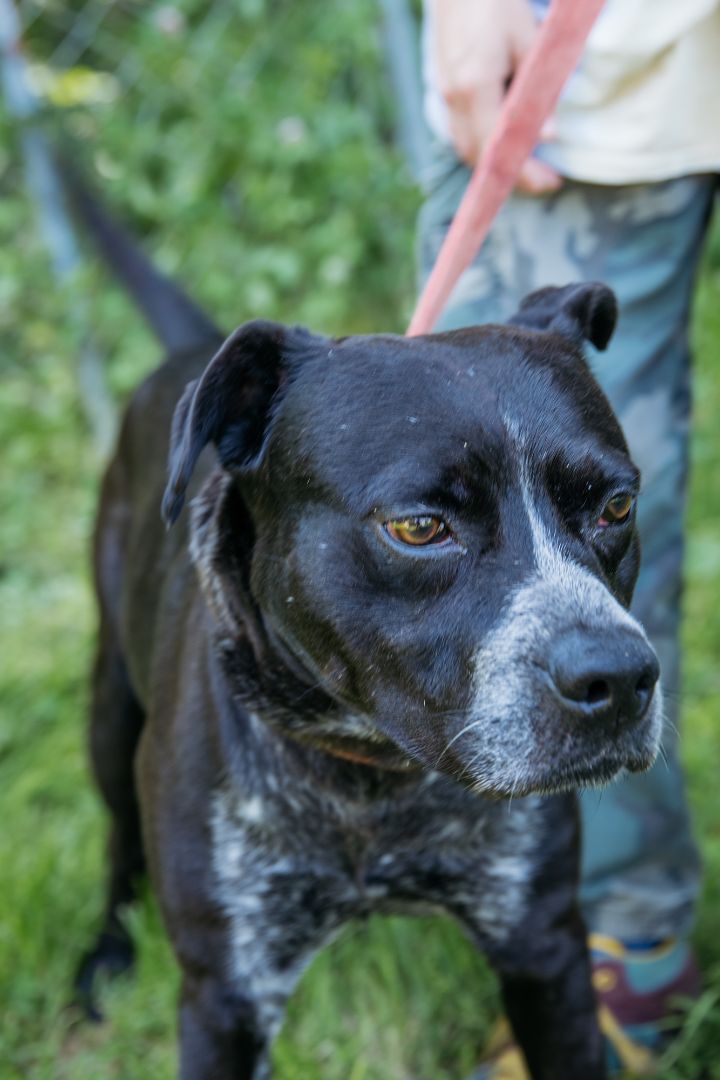 Bruce, Adoptable, Adult Male Terrier & Australian Cattle Dog / Blue Heeler.