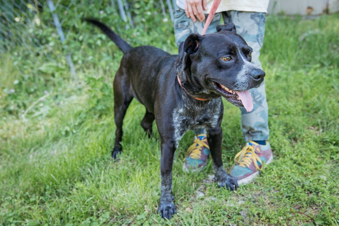 Bruce, a Adoptable mixed breed in Harrison, AR image 2/4