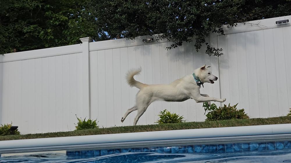 Enlarge Jill, a Adoptable mixed breed in Norfolk, MA image 1/6
