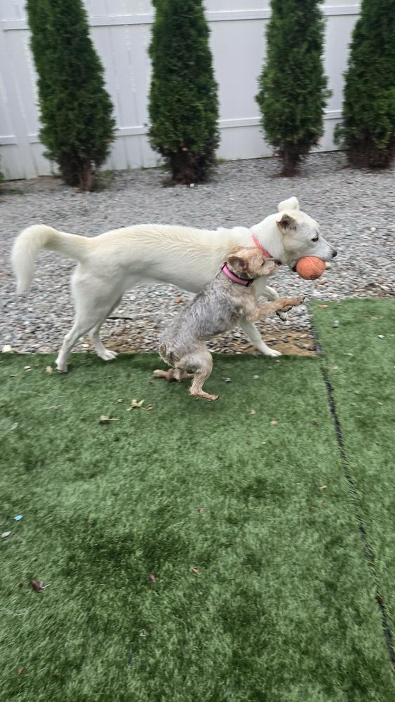 Enlarge Jill, a Adoptable mixed breed in Norfolk, MA image 2/6