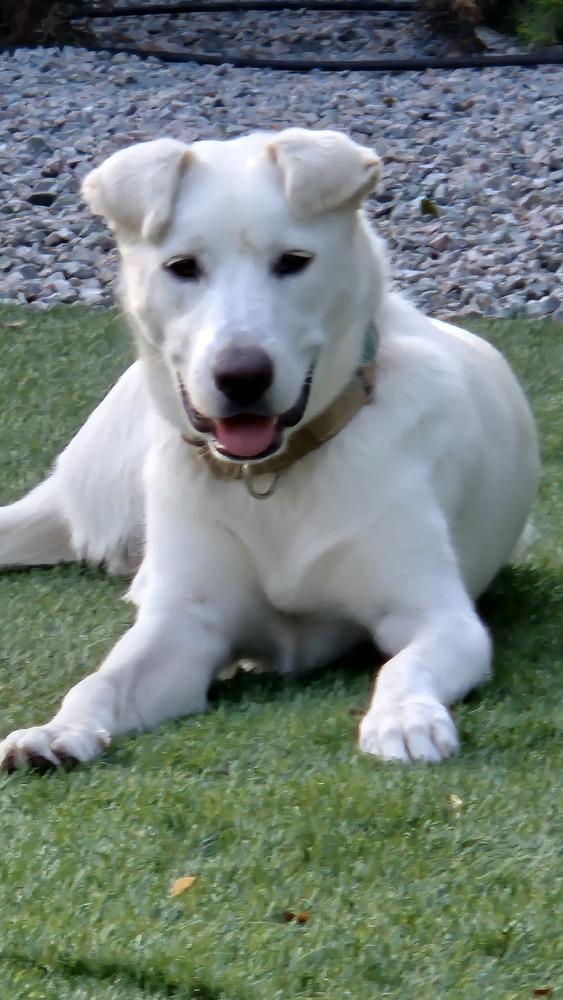 Jill, a Adoptable mixed breed in Norfolk, MA image 2/5