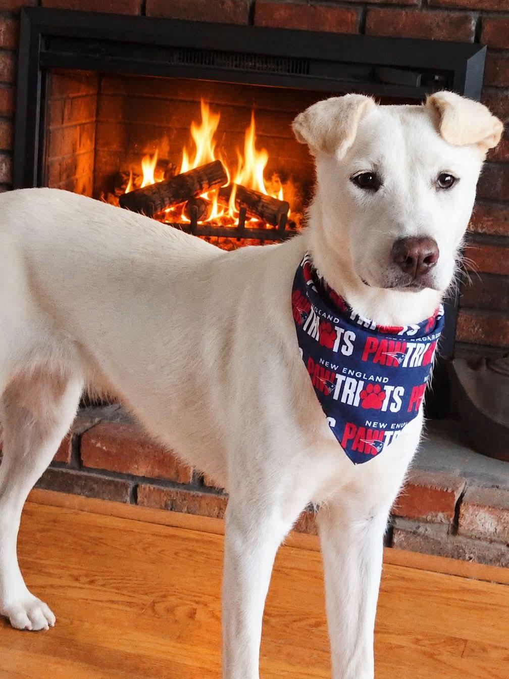 Enlarge Jill, a Adoptable mixed breed in Norfolk, MA image 1/6