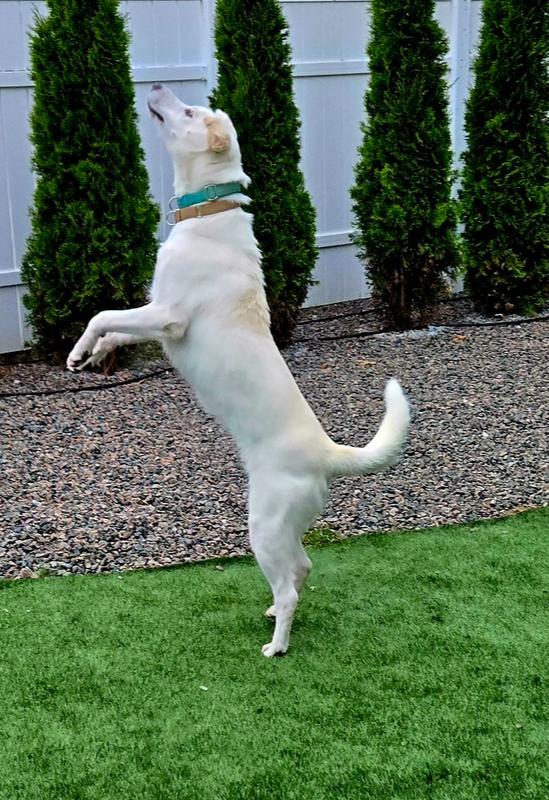 Jill, a Adoptable mixed breed in Norfolk, MA image 3/5