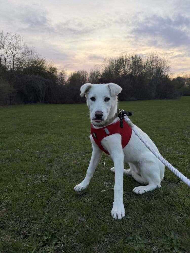 Jill, a Adoptable mixed breed in Norfolk, MA image 4/5