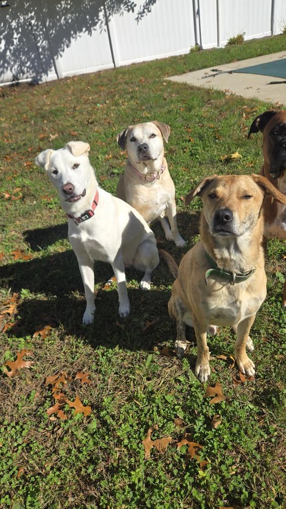 Enlarge Jill, a Adoptable mixed breed in Norfolk, MA image 4/6