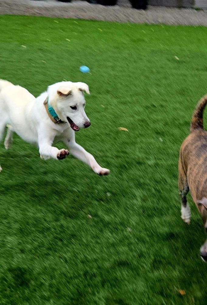 Jill, a Adoptable mixed breed in Norfolk, MA image 5/5