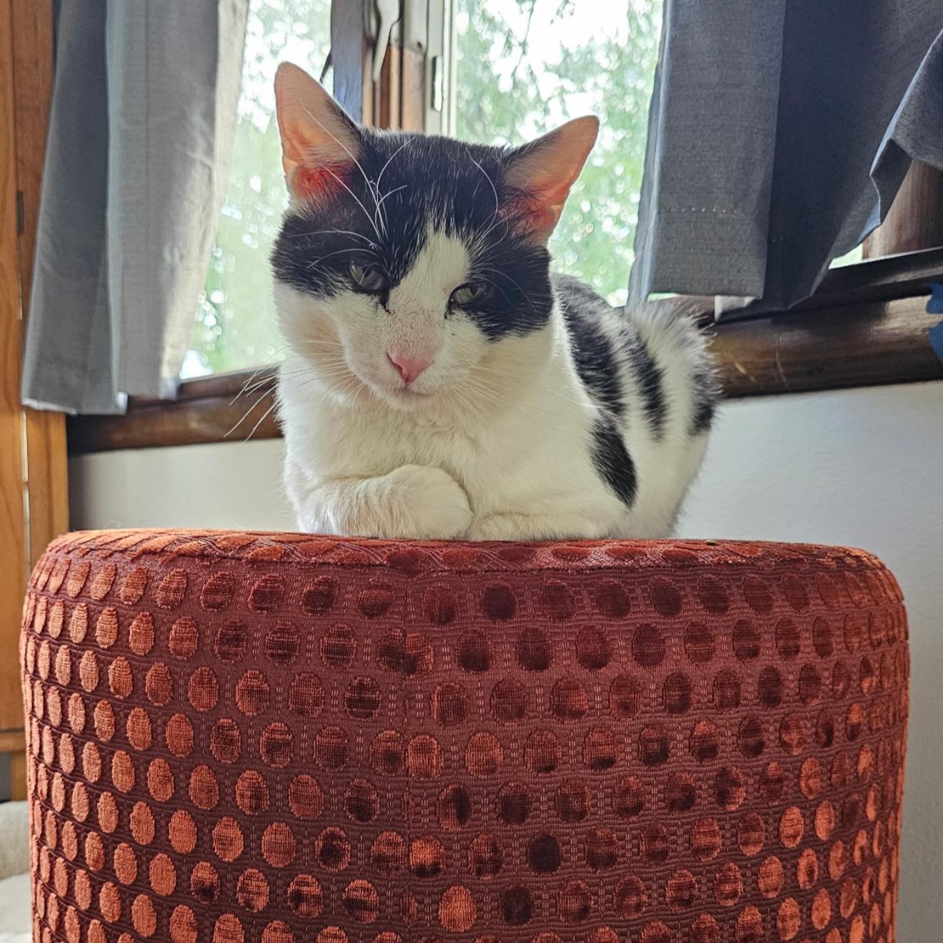 Neko, Adoptable, Adult Male Domestic Short Hair.