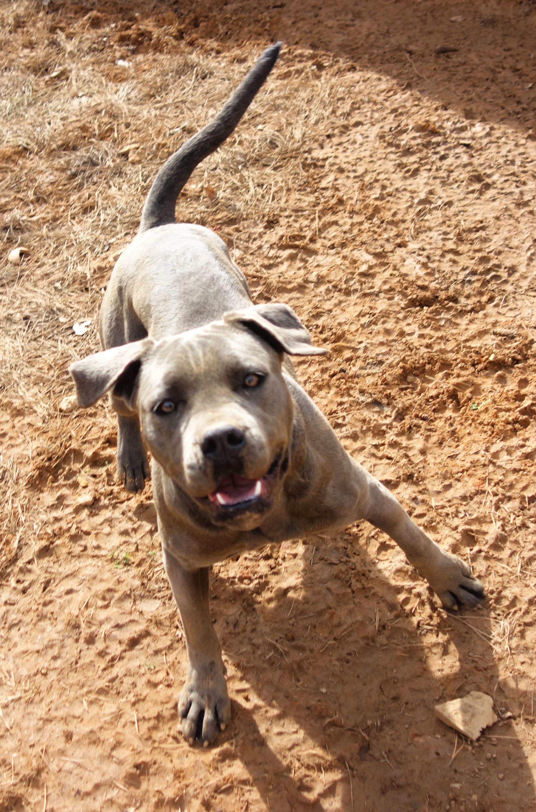 Keely, a Adoptable Cane Corso in Norwood, GA image 5/6