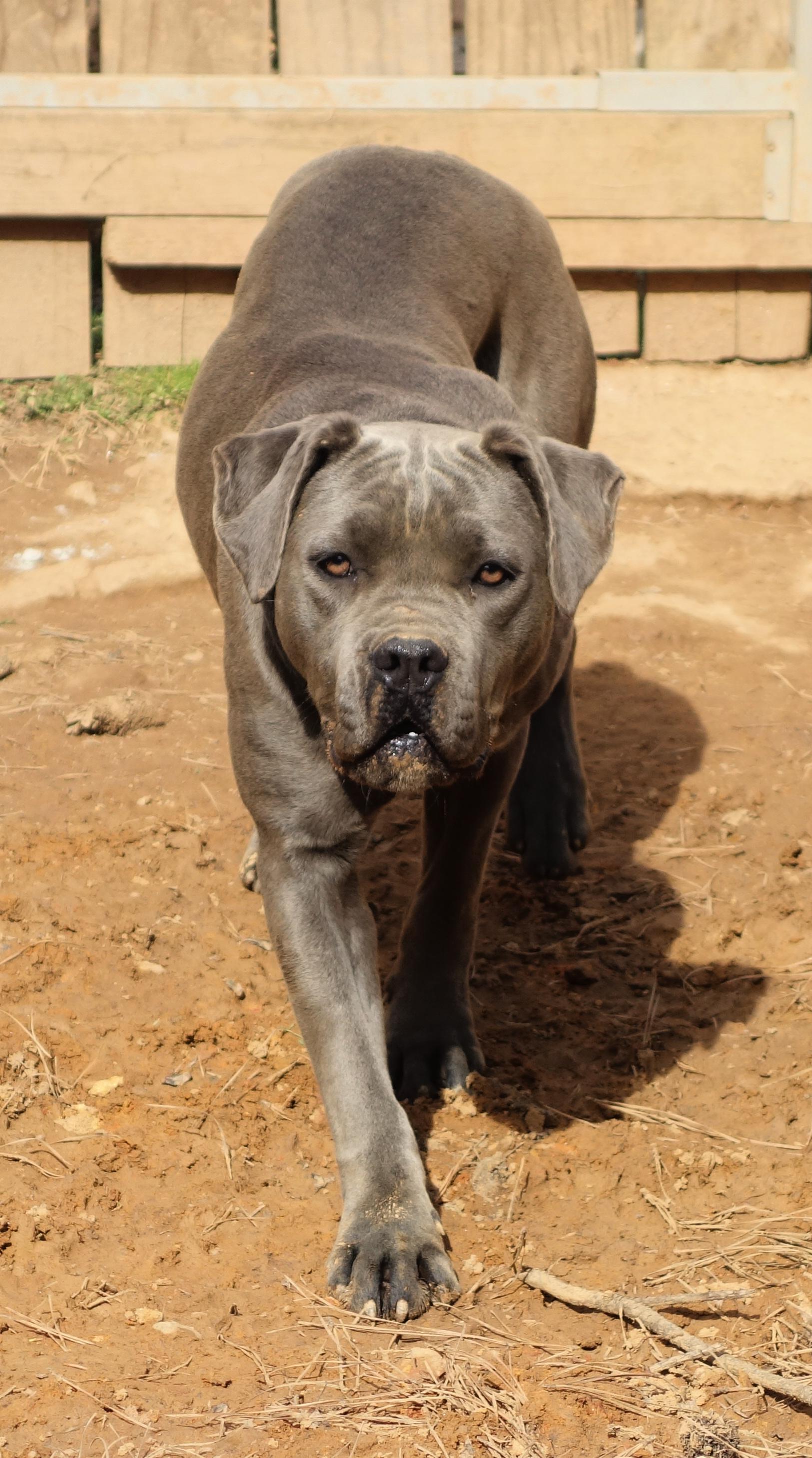 Keely, a Adoptable Cane Corso in Norwood, GA image 2/6