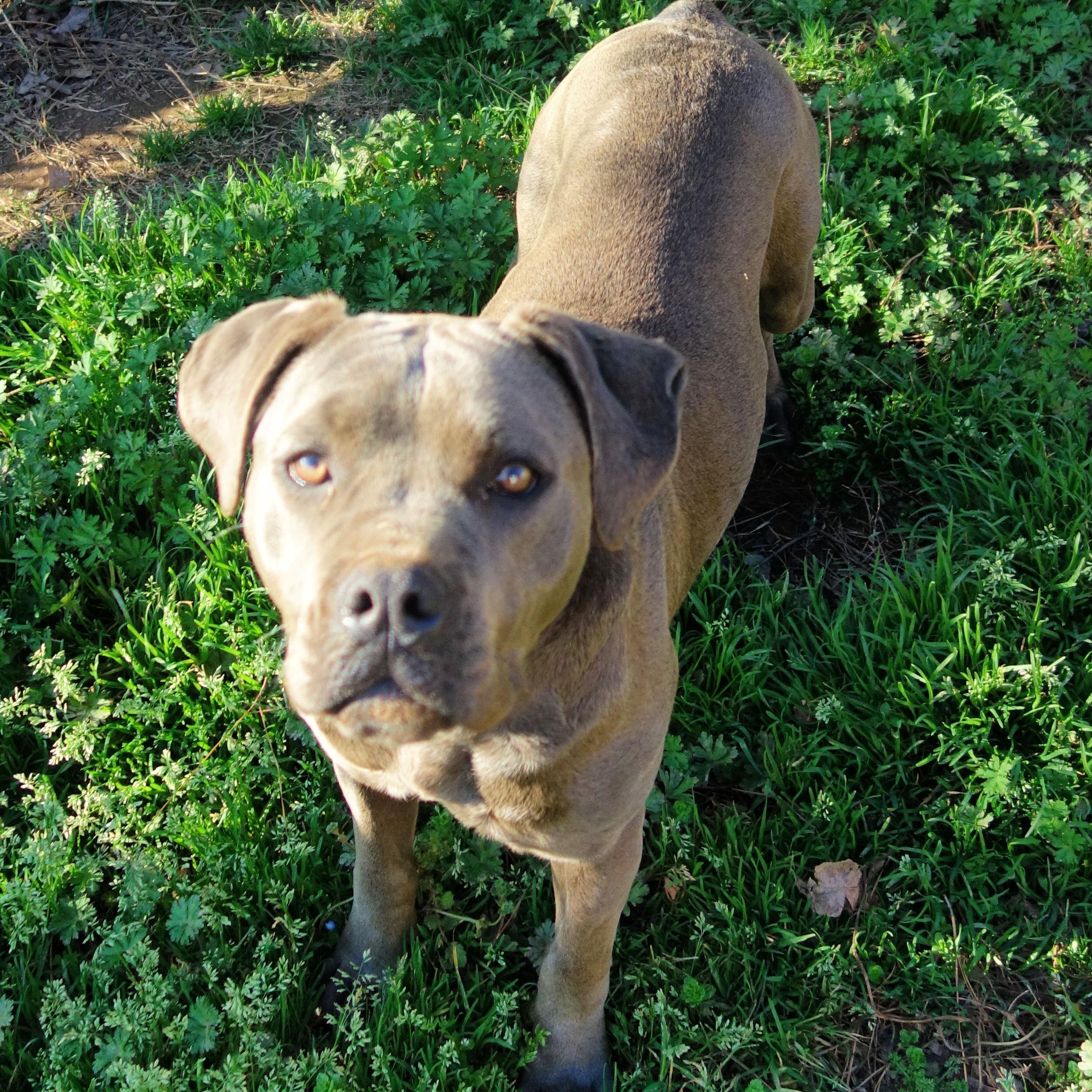 Keely, a Adoptable Cane Corso in Norwood, GA image 3/6