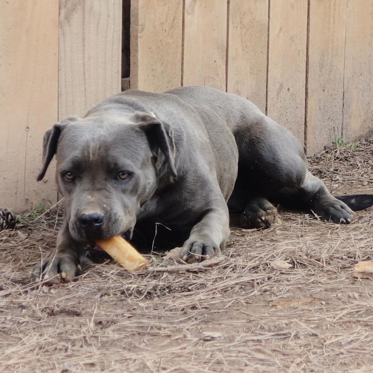 Keely, a Adoptable Cane Corso in Norwood, GA image 6/6