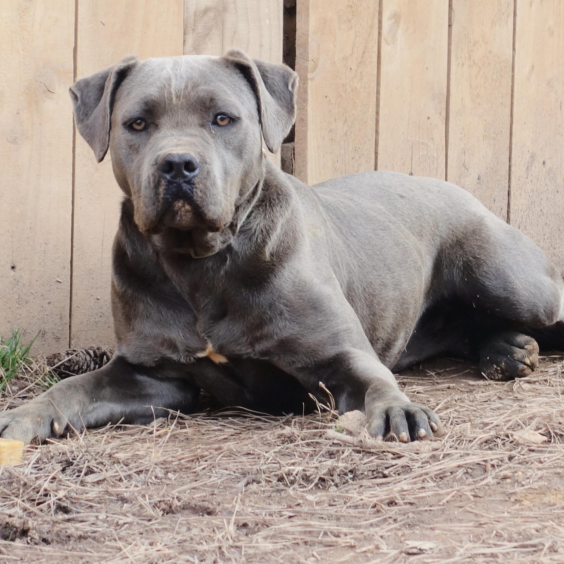 Keely, a Adoptable Cane Corso in Norwood, GA image 1/6