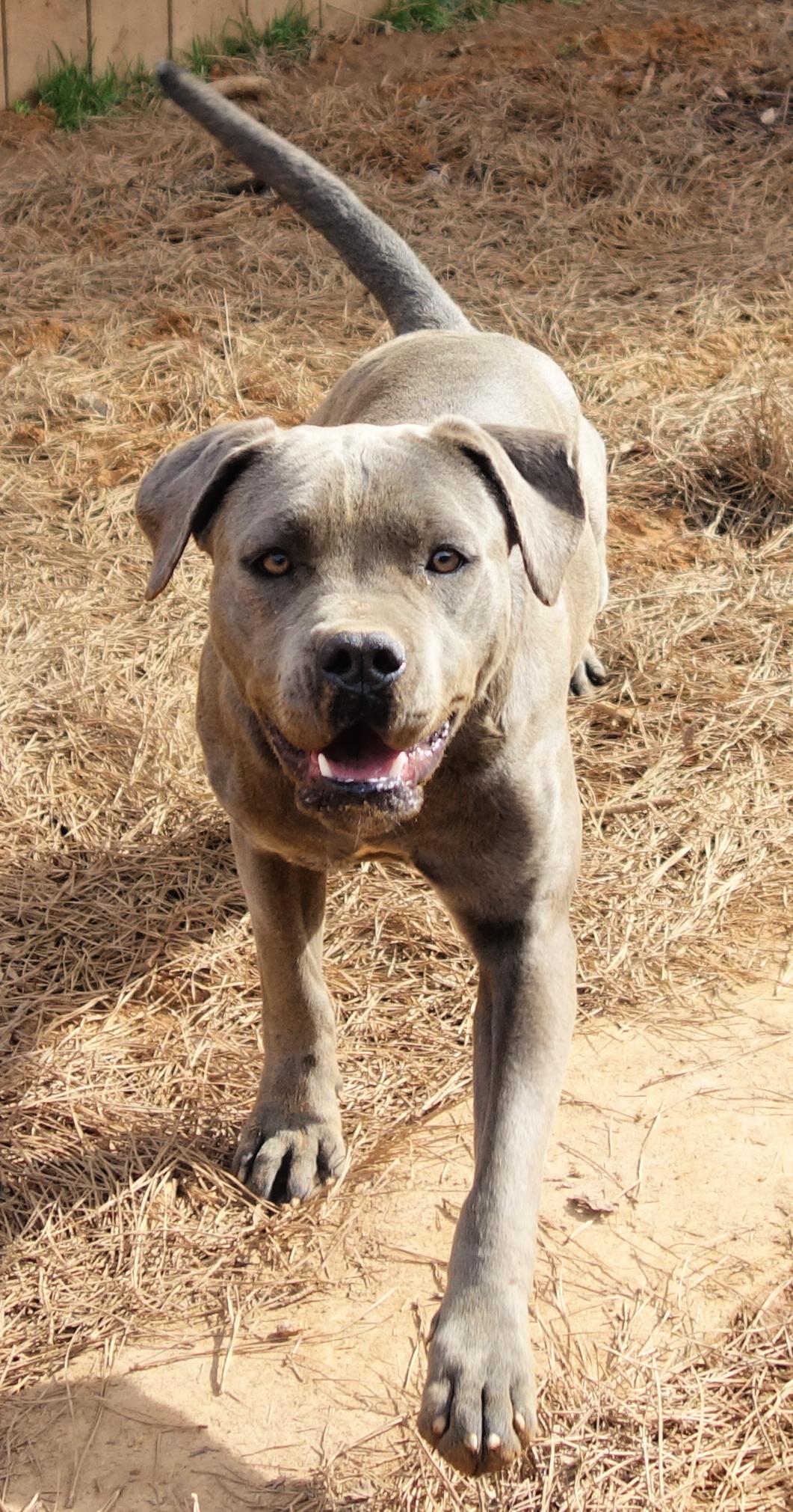 Keely, a Adoptable Cane Corso in Norwood, GA image 4/6