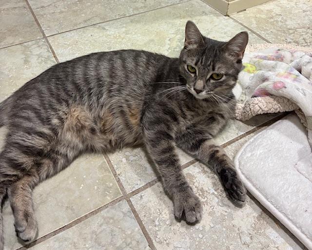 Amoura, adoptable, Adult Female American Shorthair.