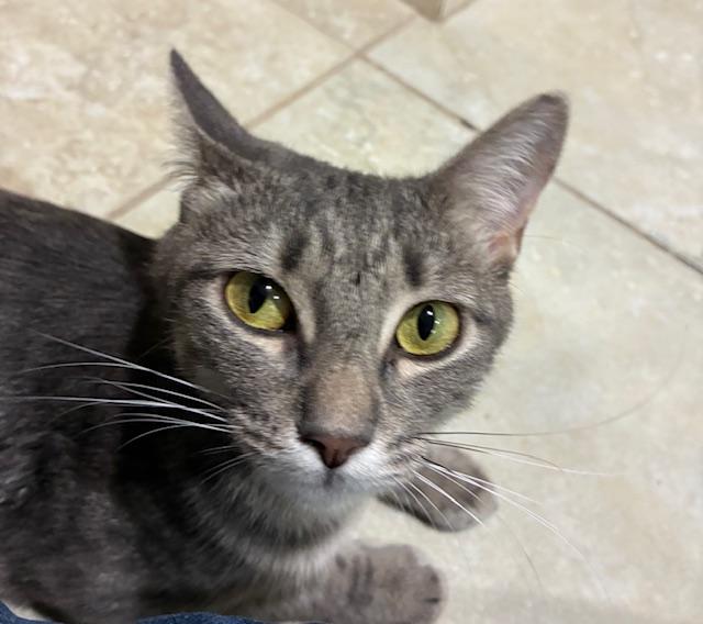 Enlarge Amoura, an adoptable American Shorthair in Katy, TX image 2/3