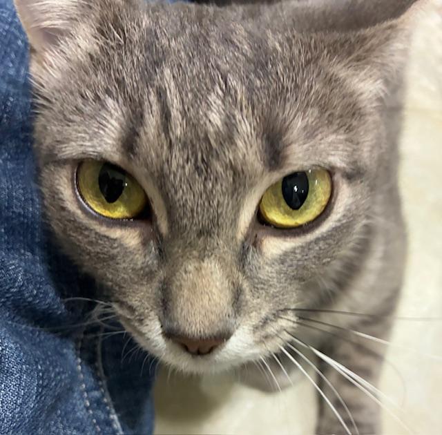 Enlarge Amoura, an adoptable American Shorthair in Katy, TX image 3/3