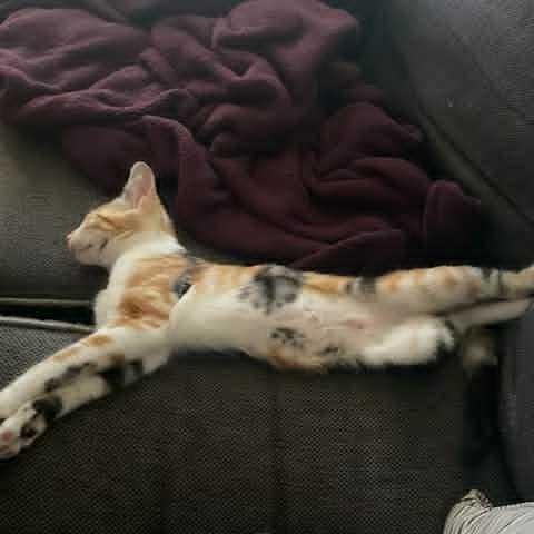 Doja 3