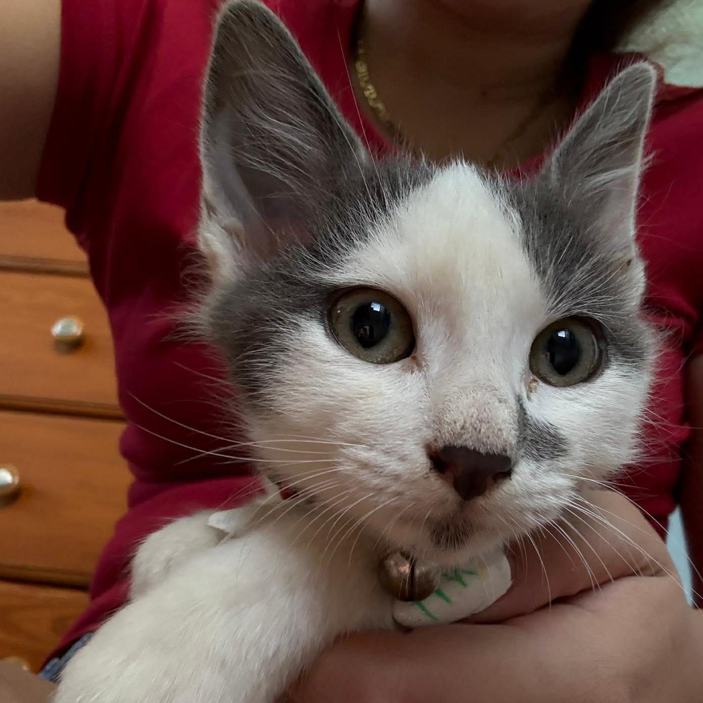 Phantom, ADOPTABLE, Kitten Male Domestic Short Hair.