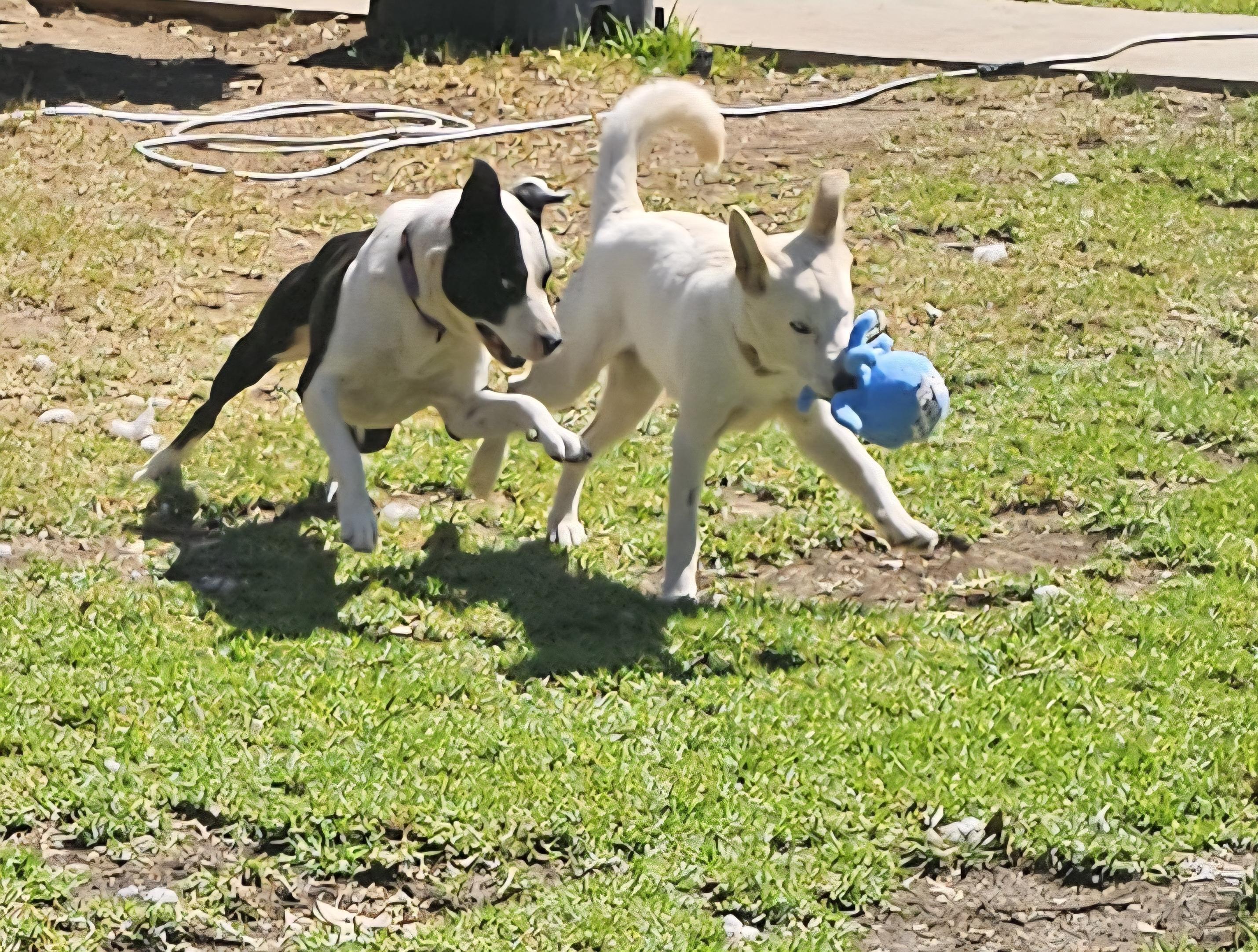 Enlarge Snow, a Adoptable mixed breed in Newport Beach, CA image 5/6