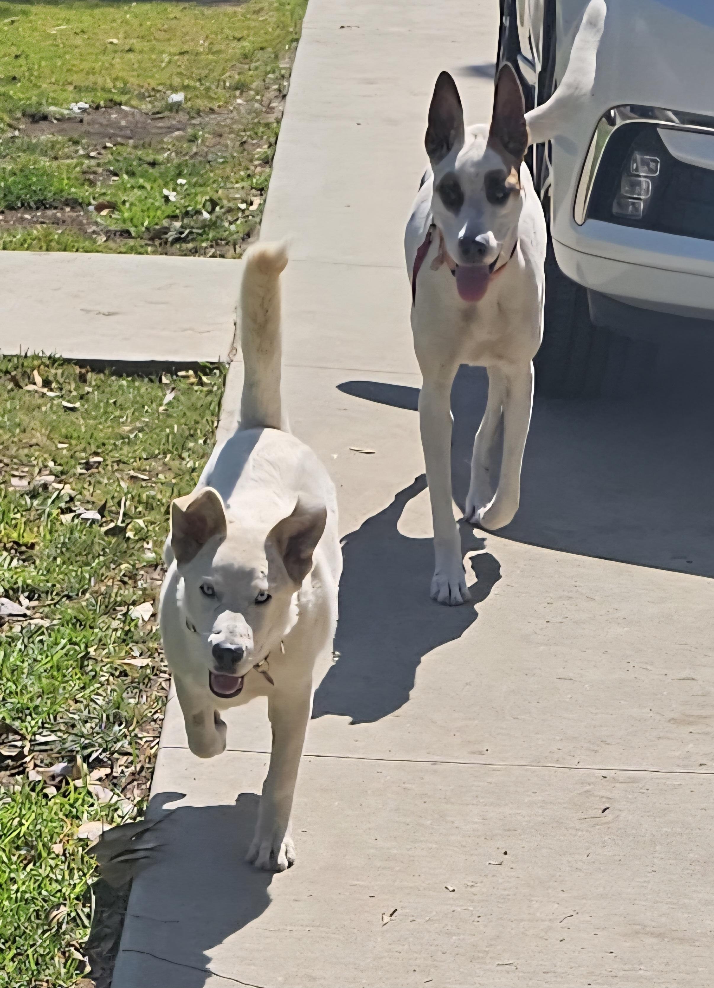 Enlarge Snow, a Adoptable mixed breed in Newport Beach, CA image 6/6