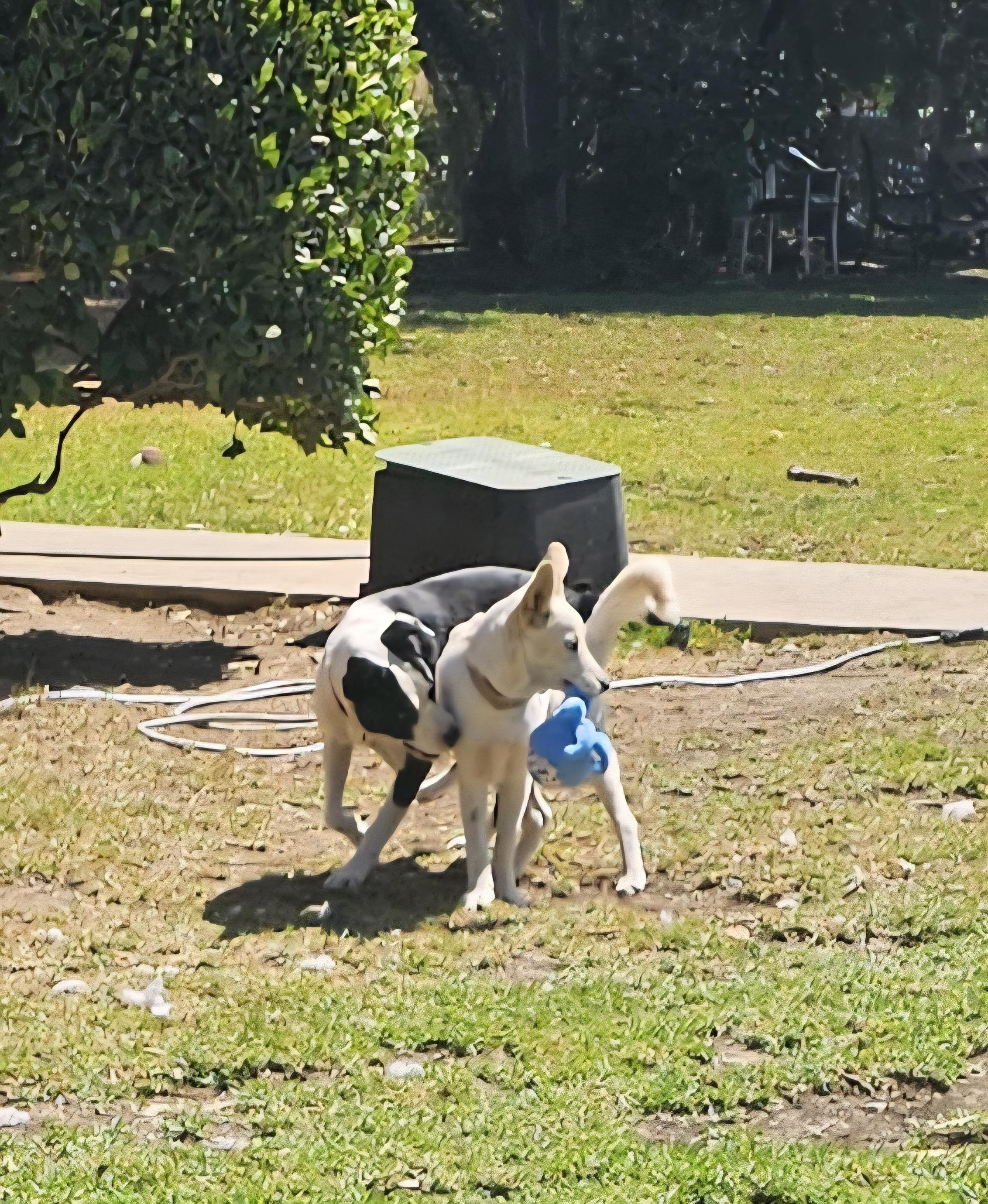 Enlarge Snow, a Adoptable mixed breed in Newport Beach, CA image 3/6