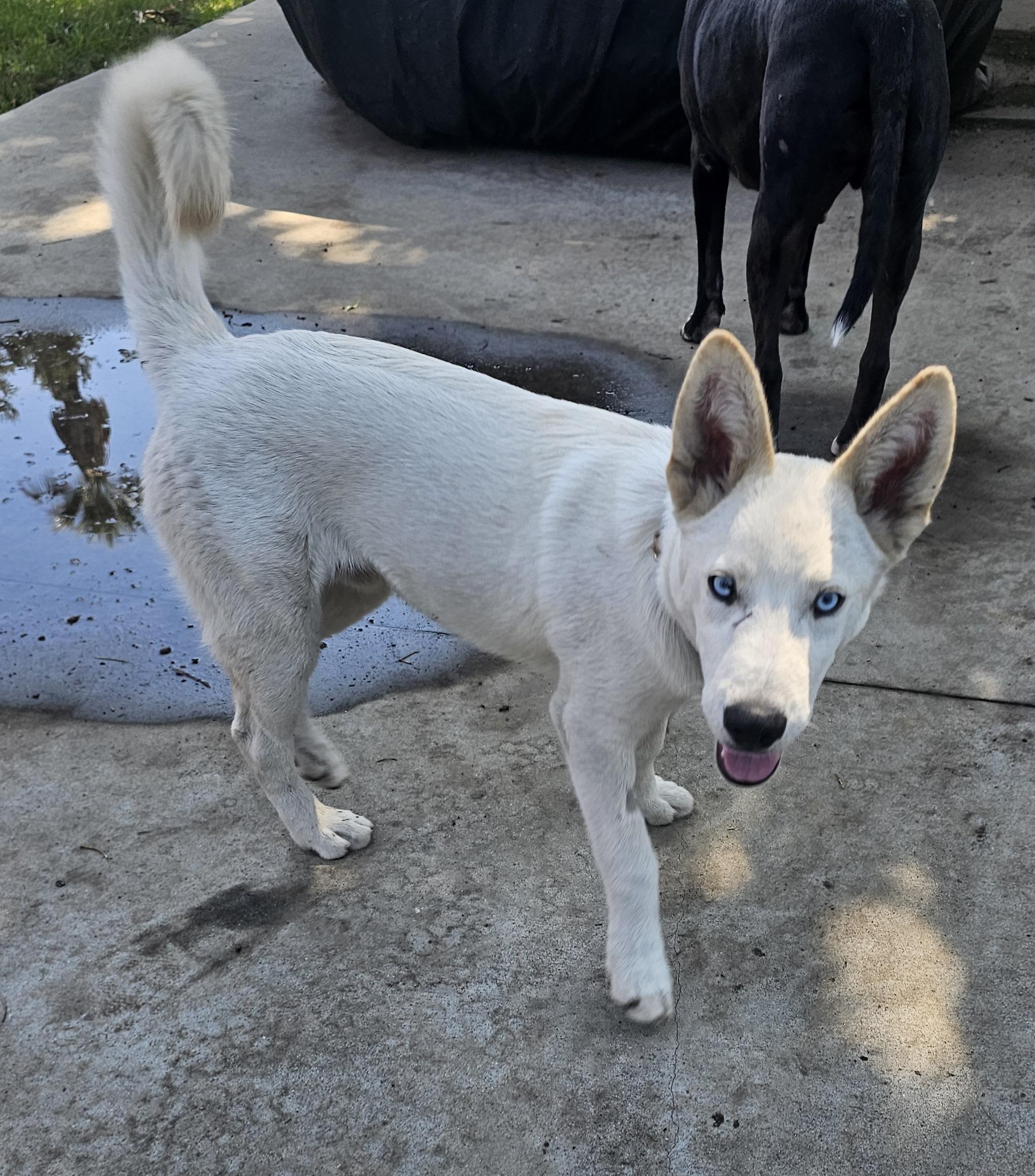 Enlarge Snow, a Adoptable mixed breed in Newport Beach, CA image 4/6