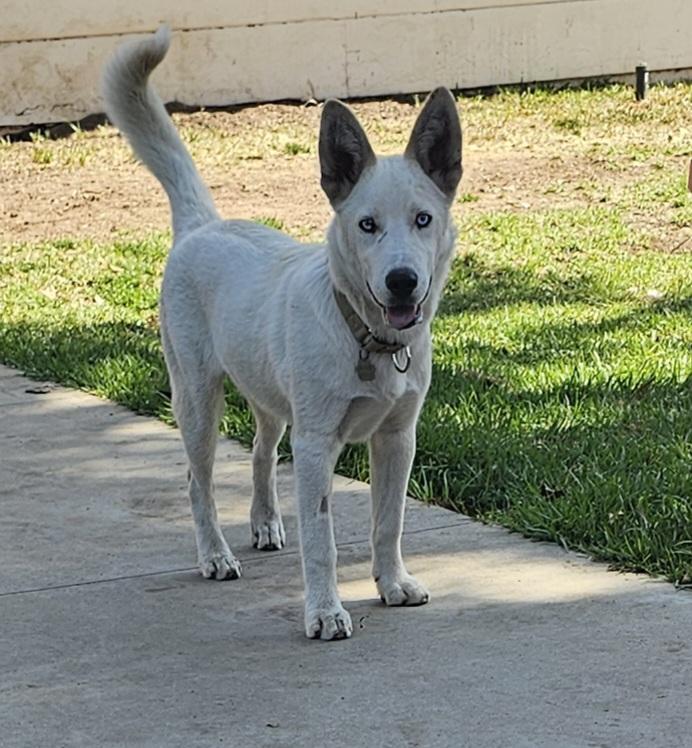 Enlarge Snow, a Adoptable mixed breed in Newport Beach, CA image 2/6