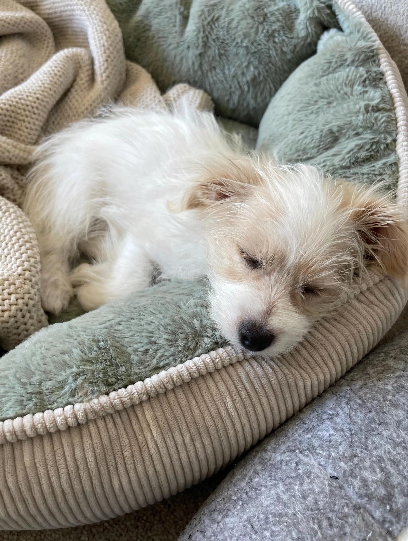 Enlarge Colson, a Adoptable Pomapoo in Antioch, IL image 2/4
