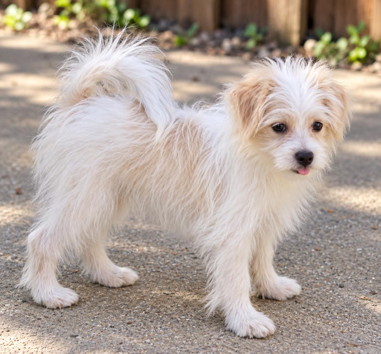 Enlarge Colson, a Adoptable Pomapoo in Antioch, IL image 4/4