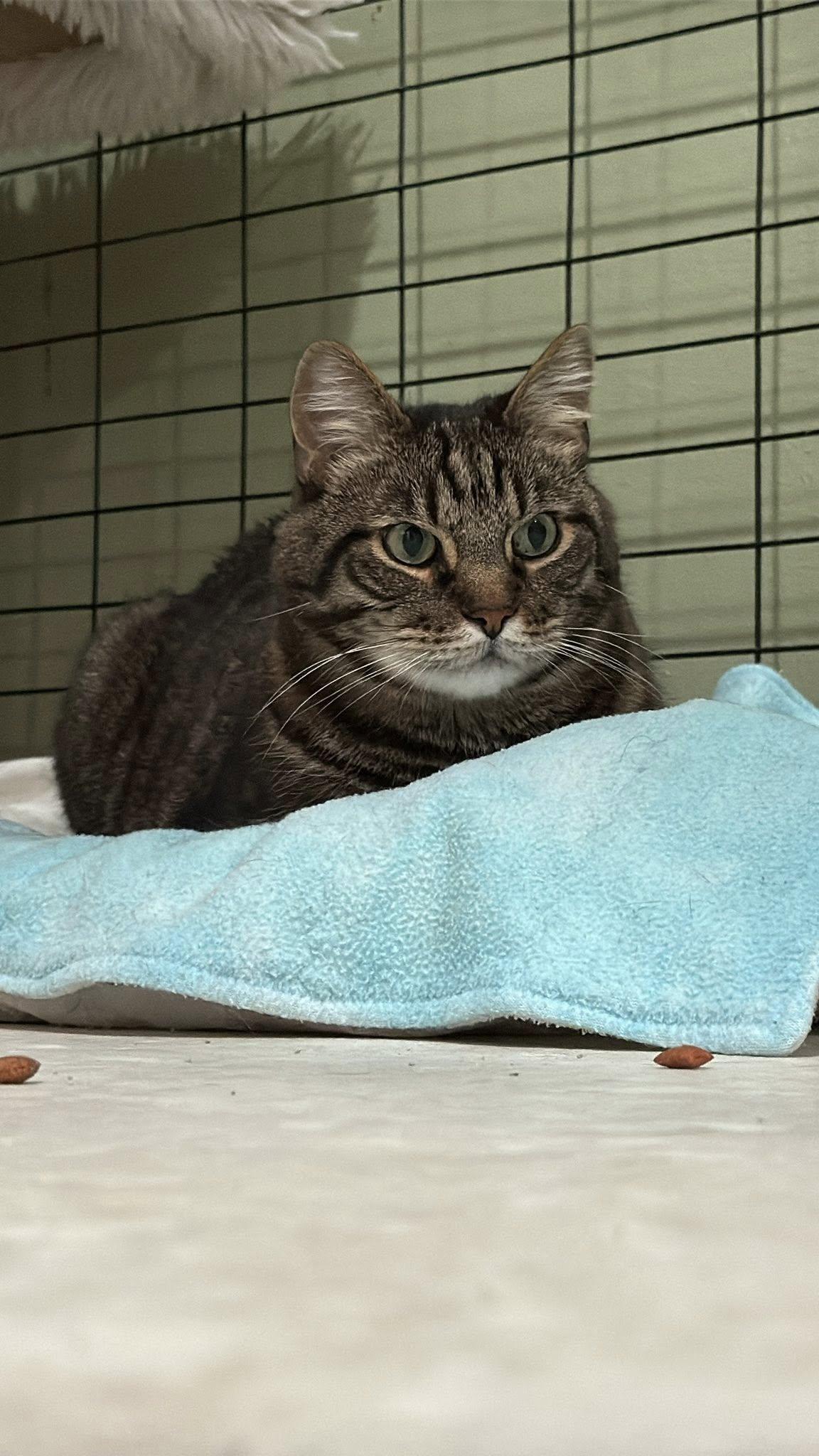 Levi, ADOPTABLE, Senior Male Domestic Short Hair.