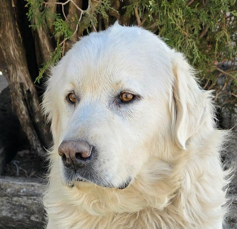 Polite Mr Pyro = EASY Gentleman !, Adoptable, Young Male Great Pyrenees.