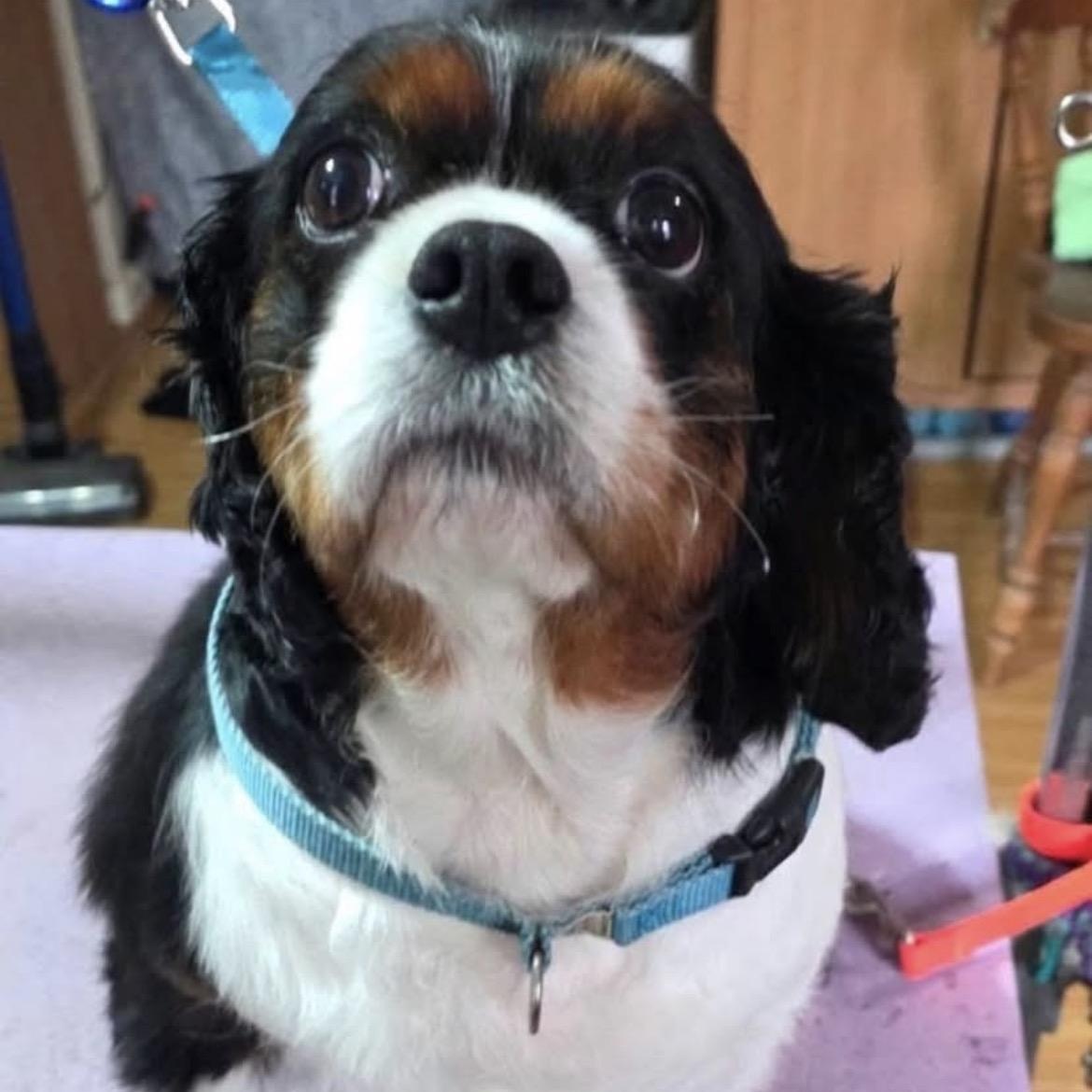 Bertha, a ADOPTABLE Cavalier King Charles Spaniel in Syracuse, NY image 3/6