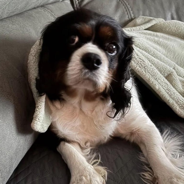 Bertha, a ADOPTABLE Cavalier King Charles Spaniel in Syracuse, NY image 6/6