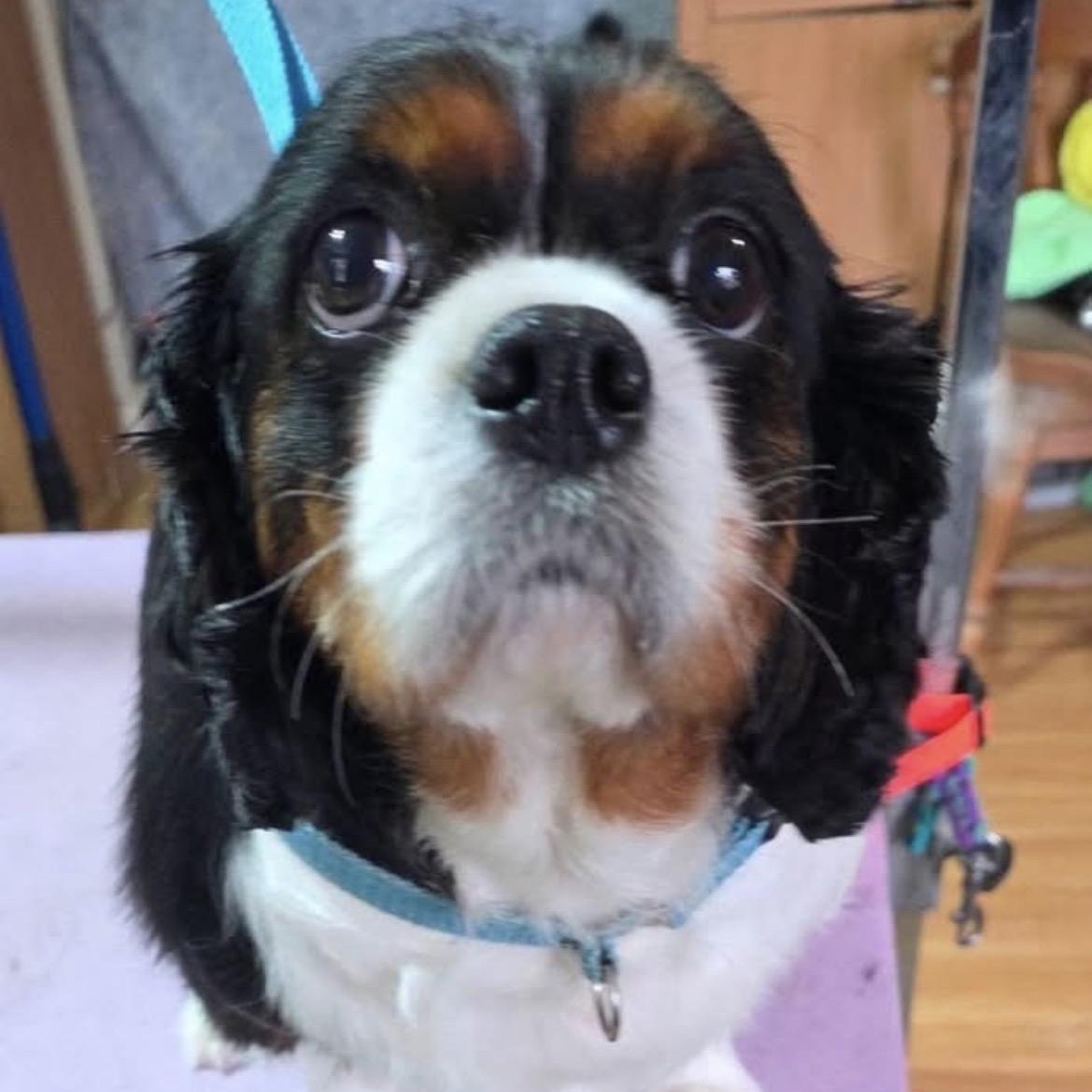 Bertha, a ADOPTABLE Cavalier King Charles Spaniel in Syracuse, NY image 5/6