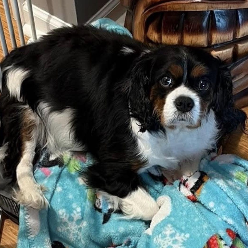 Bertha, a ADOPTABLE Cavalier King Charles Spaniel in Syracuse, NY image 2/6