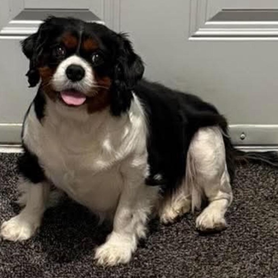 Bertha, a ADOPTABLE Cavalier King Charles Spaniel in Syracuse, NY image 1/6