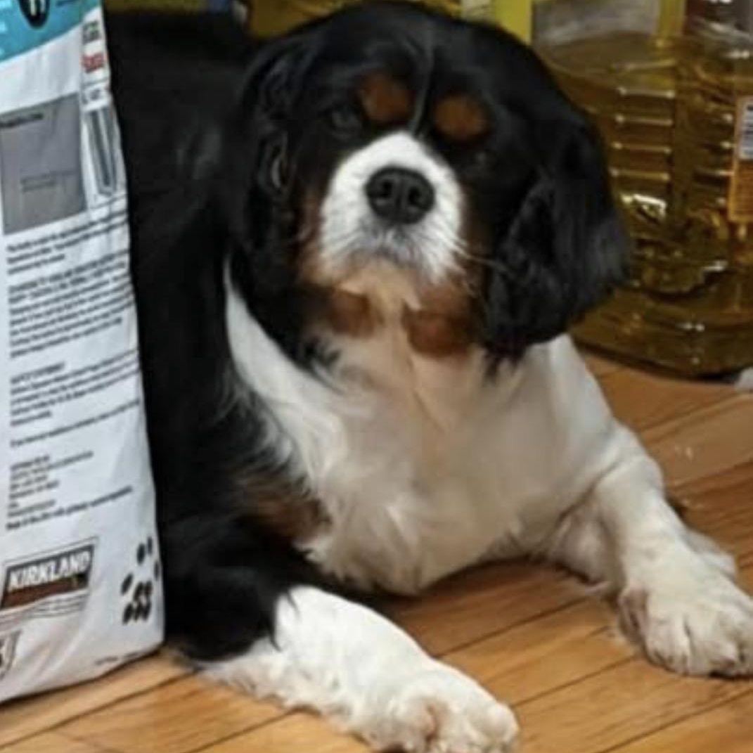 Bertha, a ADOPTABLE Cavalier King Charles Spaniel in Syracuse, NY image 4/6