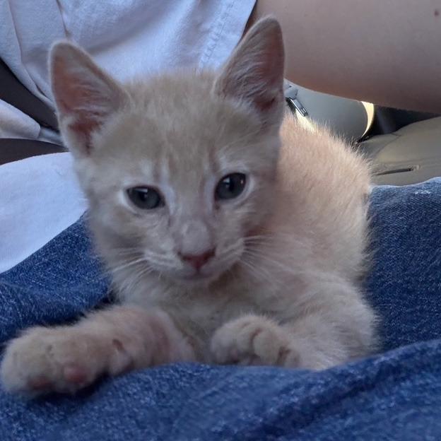 Enlarge BF - Blondie, a Adoptable Domestic Short Hair in Arizona City, AZ image 1/1