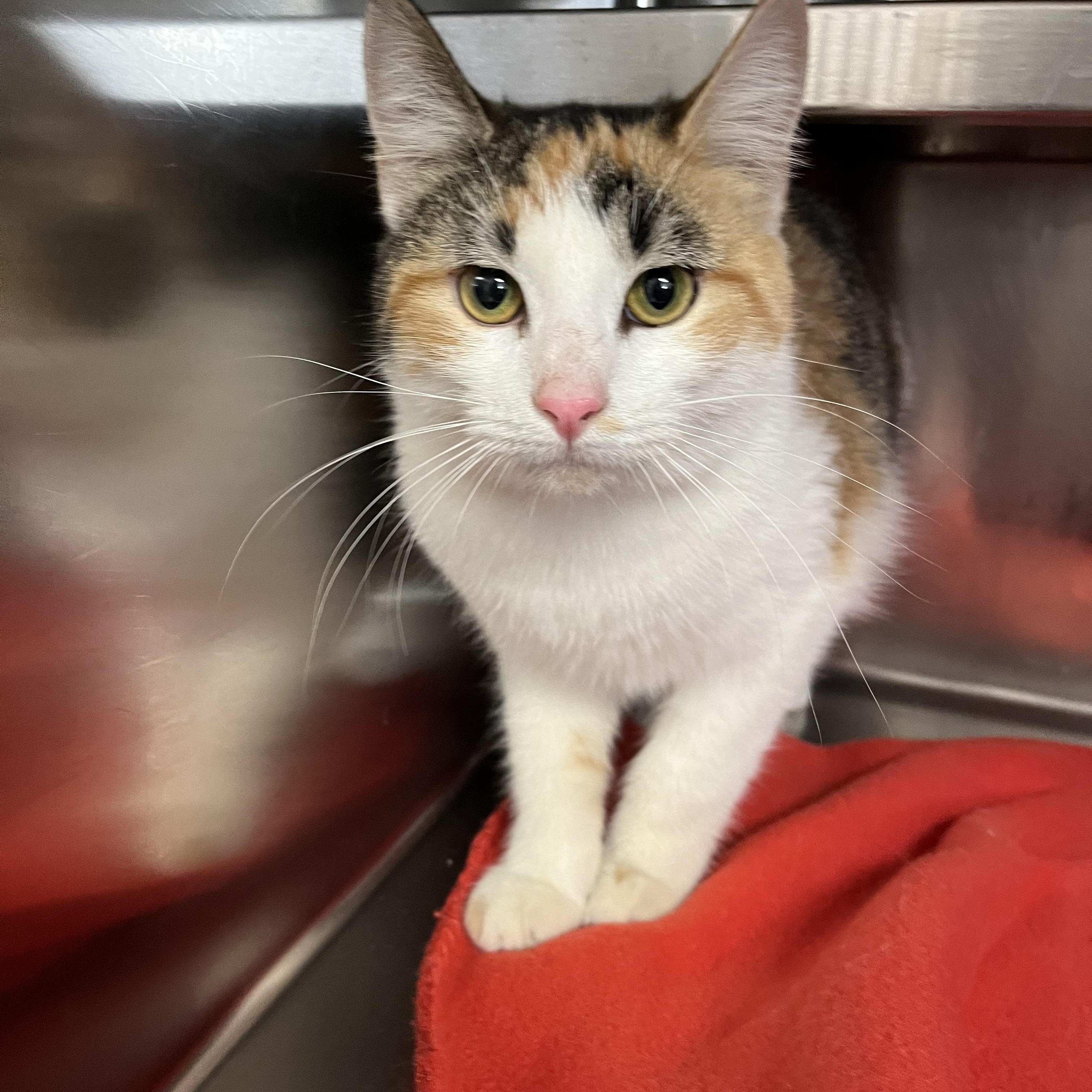 Enlarge Mary-Kate , a ADOPTABLE Domestic Short Hair in Loudon, TN image 2/2