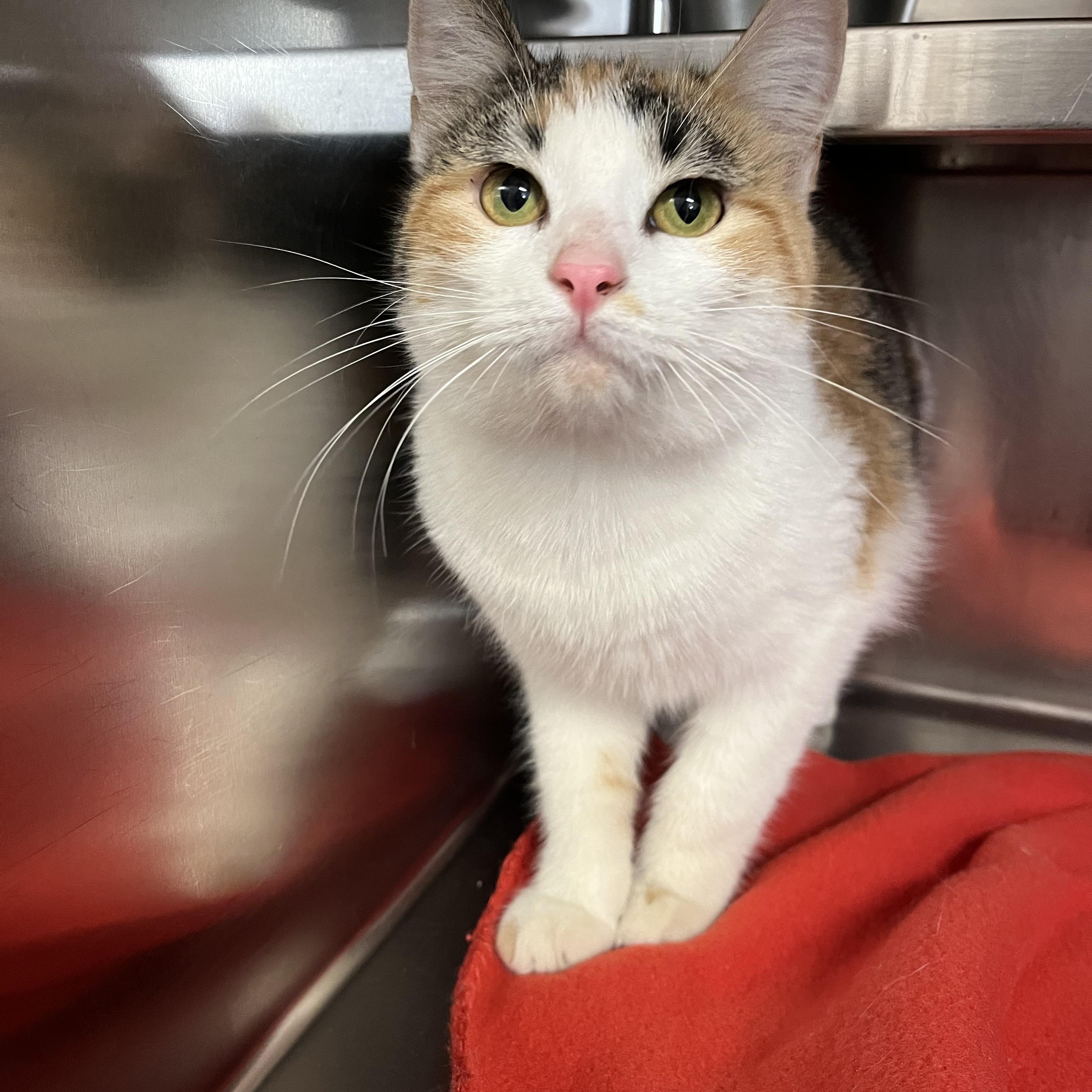 Enlarge Mary-Kate , a ADOPTABLE Domestic Short Hair in Loudon, TN image 1/2