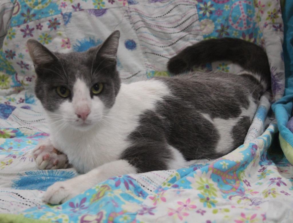 Enlarge Evan, a Adoptable mixed breed in Vacaville, CA image 2/2