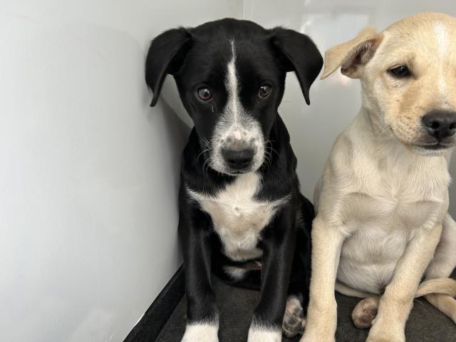 Enlarge A251197, a Adoptable mixed breed in Visalia, CA image 1/1