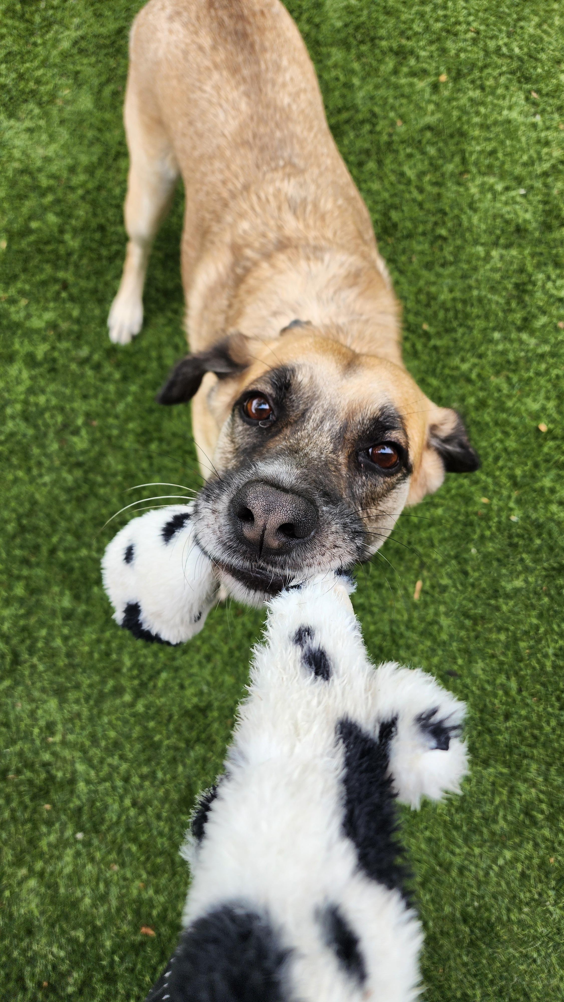 Enlarge Winn-Dixie (Aka Winn), a Adoptable mixed breed in Nashua, NH image 6/6