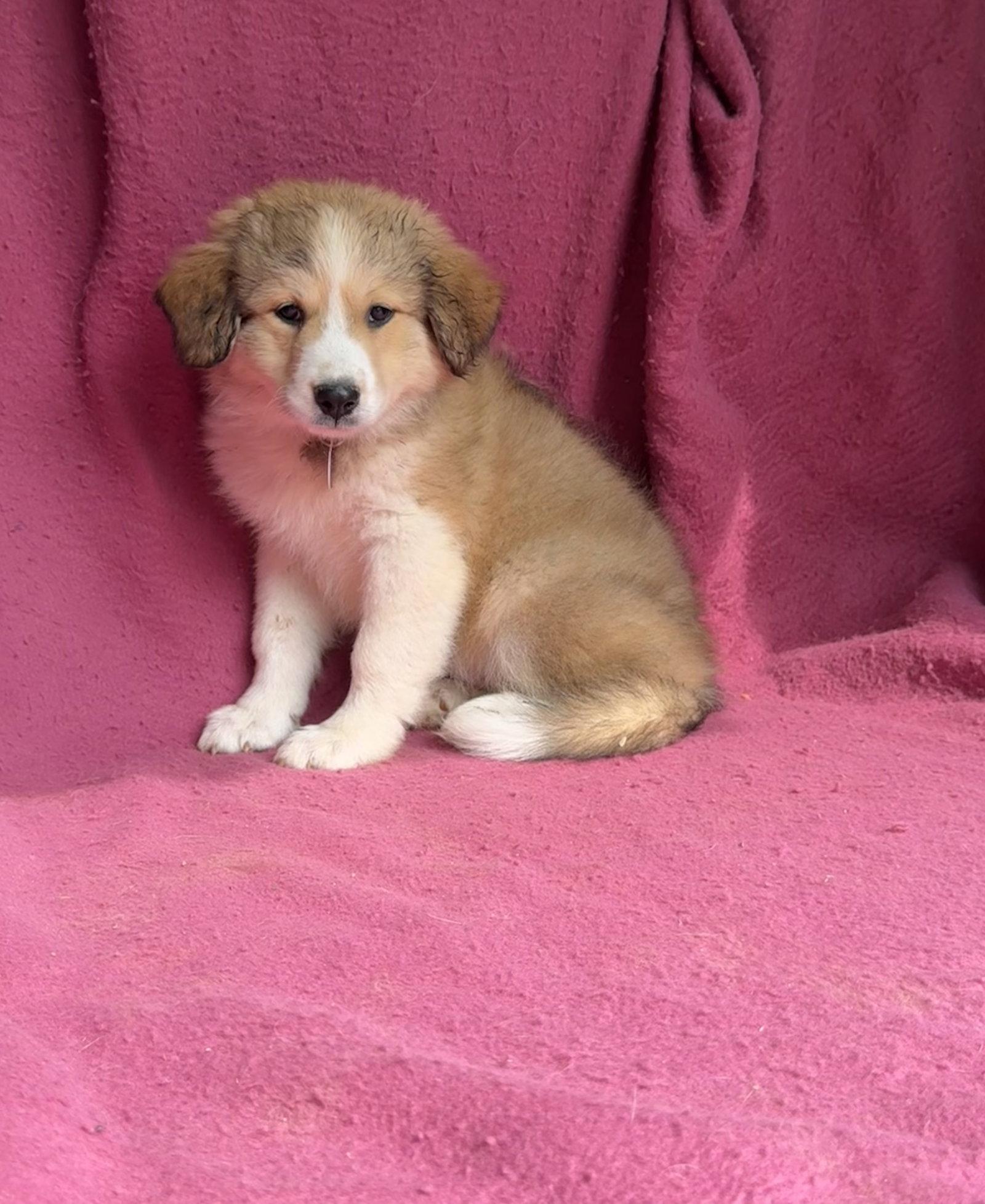Cheerios, Adopted, Puppy Female Great Pyrenees.